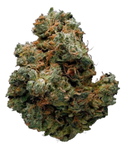 Cactus Cooler Marijuana