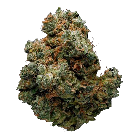 Cactus Cooler Marijuana