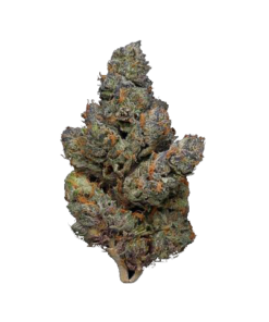 GDW Gelato