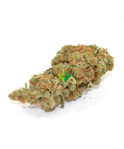 Champagne Kush