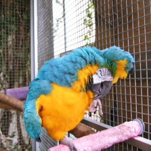 Blue and gold macaw pairs