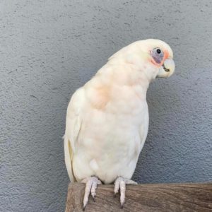 BARE EYED COCKATOO