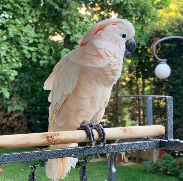 Moluccan cockatoo for sale - Image 2