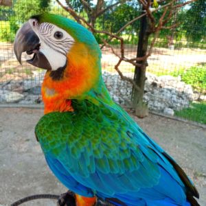 Catalina macaw for sale