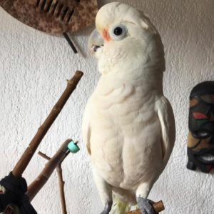 goffin cockatoo