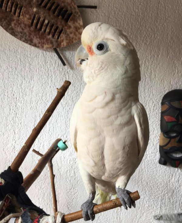 goffin cockatoo