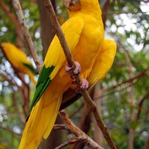 golden parakeet parrot