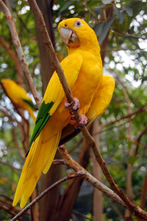 golden parakeet parrot