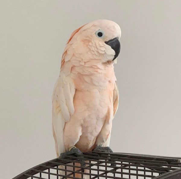 Moluccan cockatoo for sale - Image 3