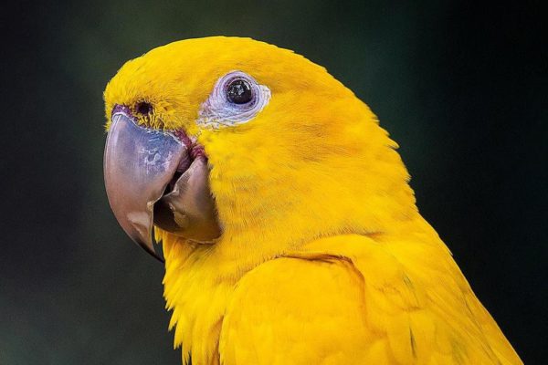 Golden parakeet parrot for sale - Image 3