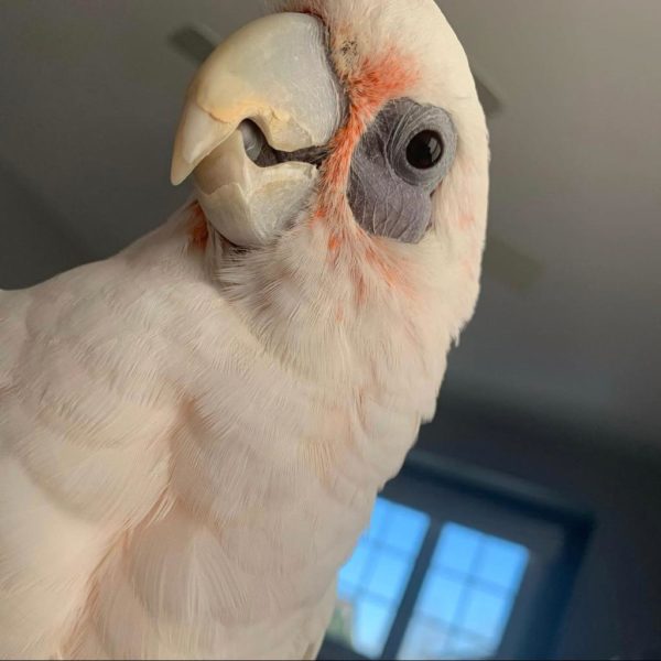 Bare eyed cockatoo for sale - Image 2