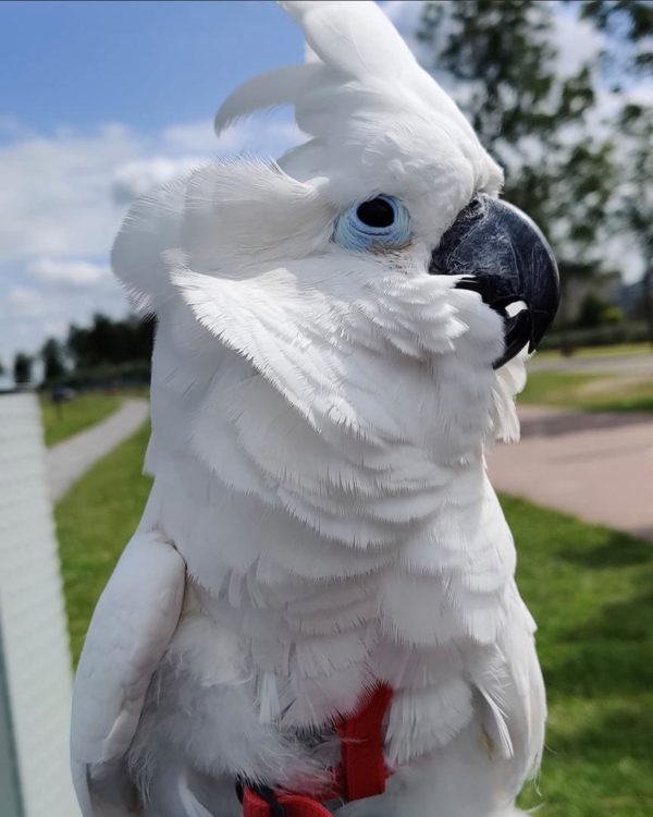 Umbrella cockatoo parrot for sale - Image 3