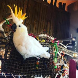 CITRON CRESTED COCKSTOO