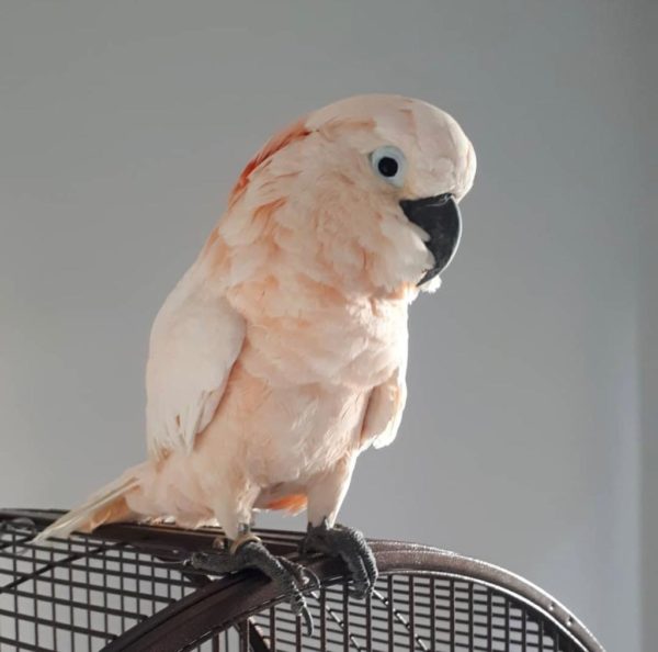 MOLLUCAN COCKATOO