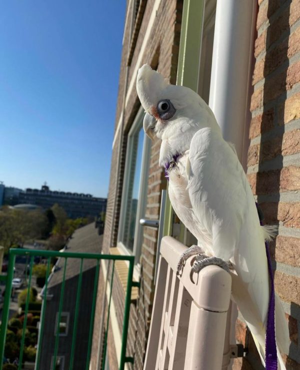 Bare eyed cockatoo for sale - Image 3