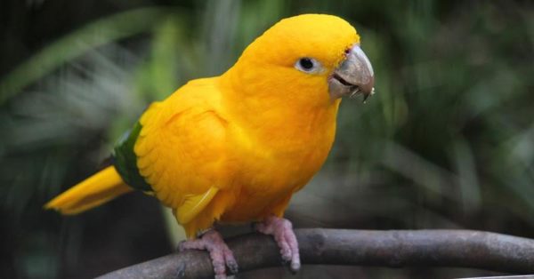 Golden parakeet parrot for sale - Image 2