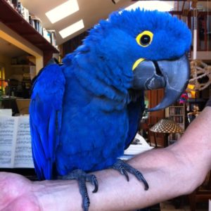Hyacinth macaw for sale