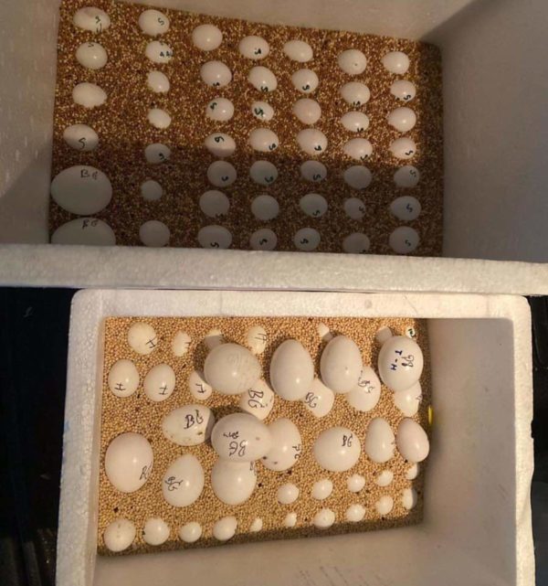 Red Factor African Grey Parrot Eggs - Image 3