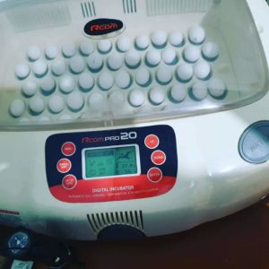 Red Factor African Grey Parrot Eggs