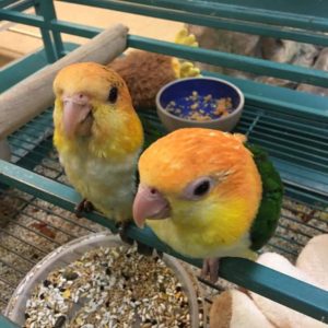 Caiques Parrots For sale