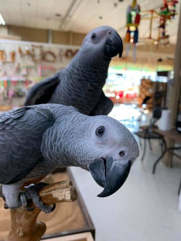 Congo African grey for sale