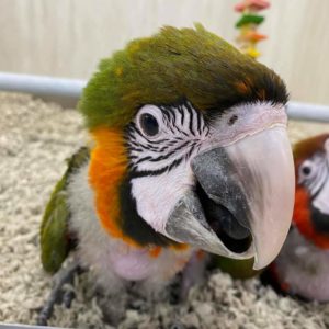 Harlequin macaw for sale