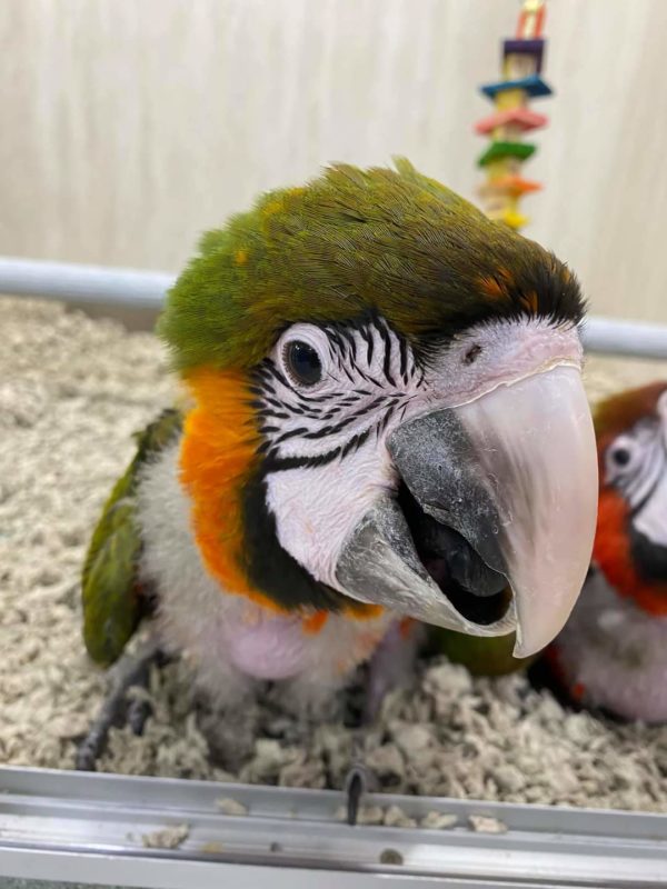 Harlequin macaw for sale