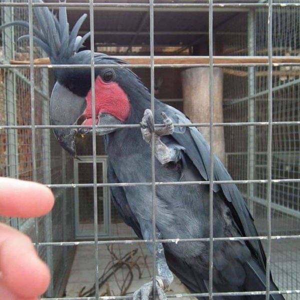 Black palm cockatoo for sale - Image 2