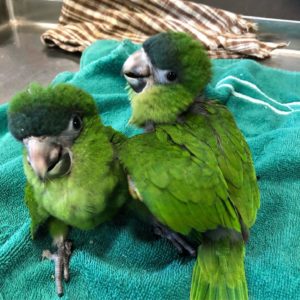 Hahns macaw for sale