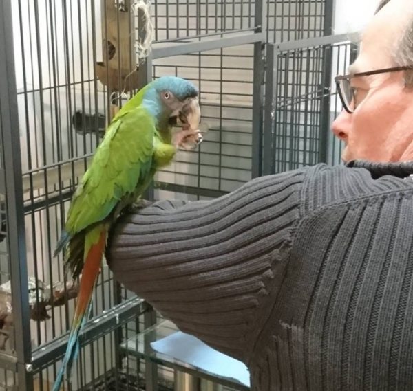 Blue-Headed Macaws - Image 2