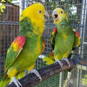 Double yellow headed amazon for sale