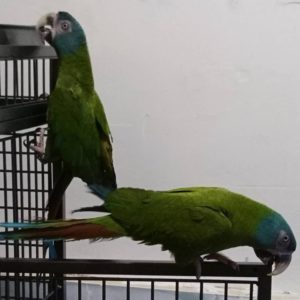Blue-Headed Macaws