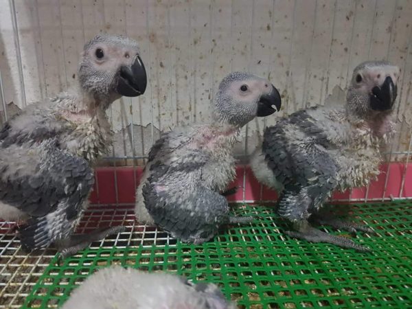 Timneh African grey for sale