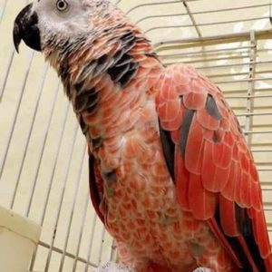 Red African Grey Parrots