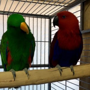 Solomon Island Eclectus Parrot
