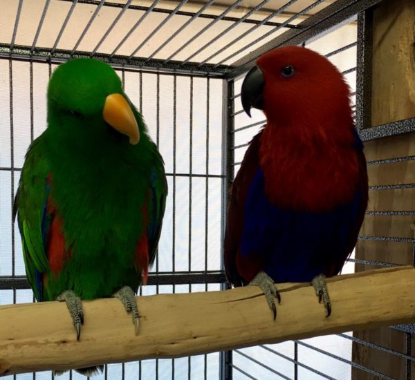 Solomon Island Eclectus Parrot