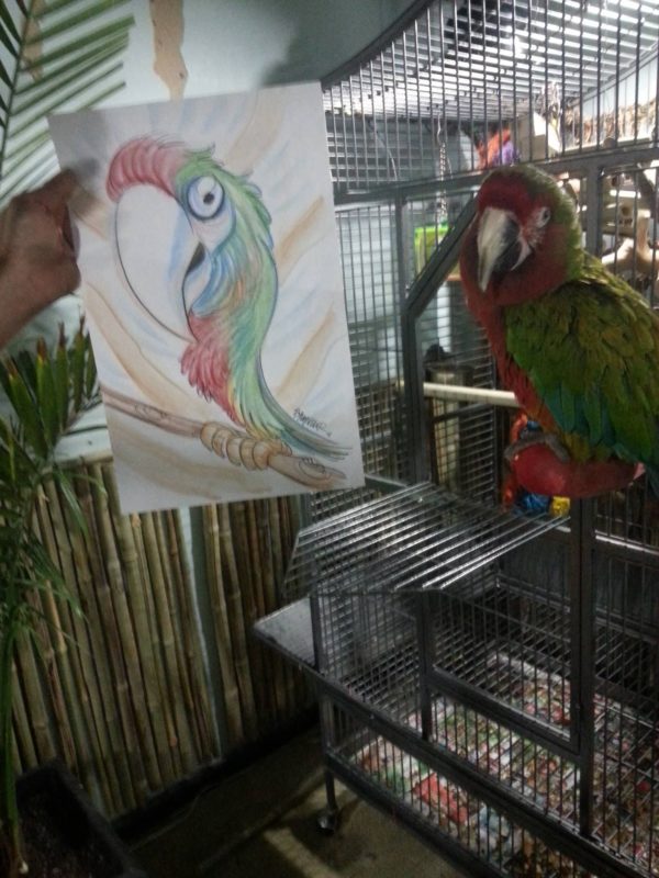 Calico Macaws - Image 2