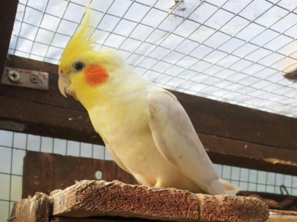 Cockatiel bird for sale - Image 3