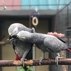 African grey parrot for sale