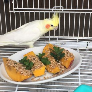Cockatiel bird for sale