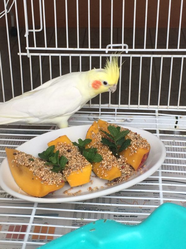 Cockatiel bird for sale