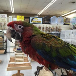 Calico Macaws