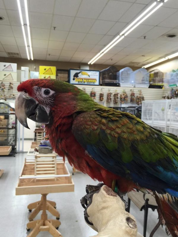 Calico Macaws