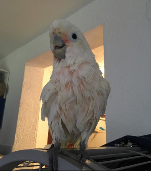 Goffin Cockatoo for sale - Image 2