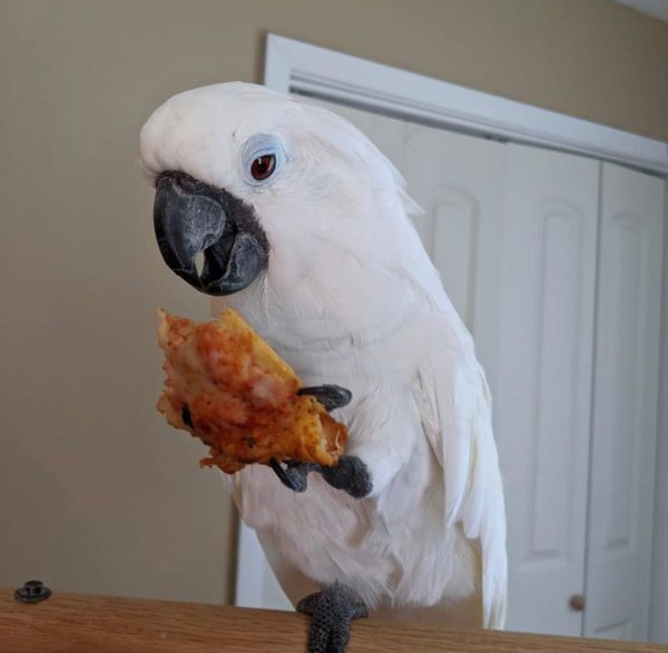 UMBRELLA COCKATOO