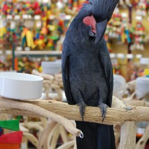 Black palm cockatoo for sale