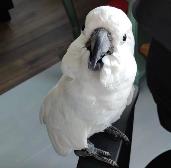 Umbrella cockatoo parrot for sale - Image 2