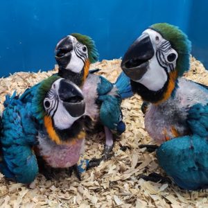 Blue and gold macaw for sale