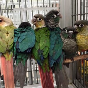 Green Cheek Conure Parrot