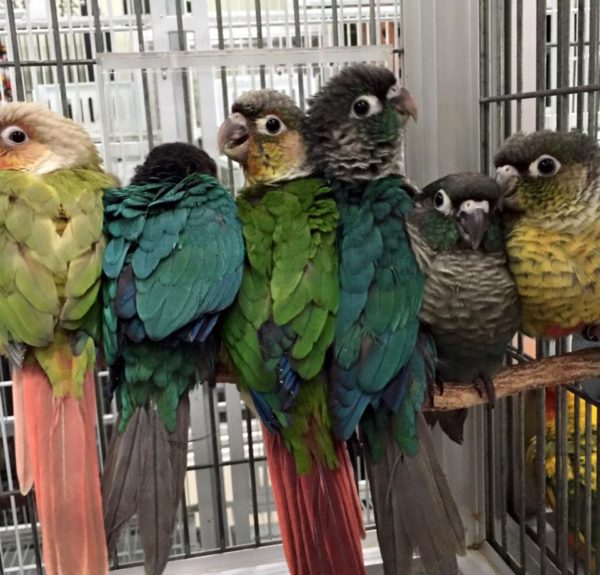 Green Cheek Conure Parrot